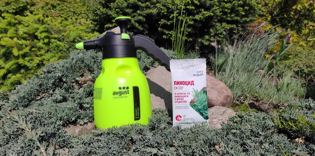 Эффективная защита хвойных: все о препарате "Пиноцид"