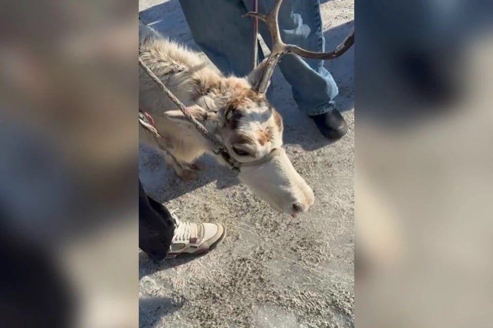 ����� � ������ �����: ����������� �������� ������ �������� ����� ������� ����� �� ����������� ����� � ������������ ����