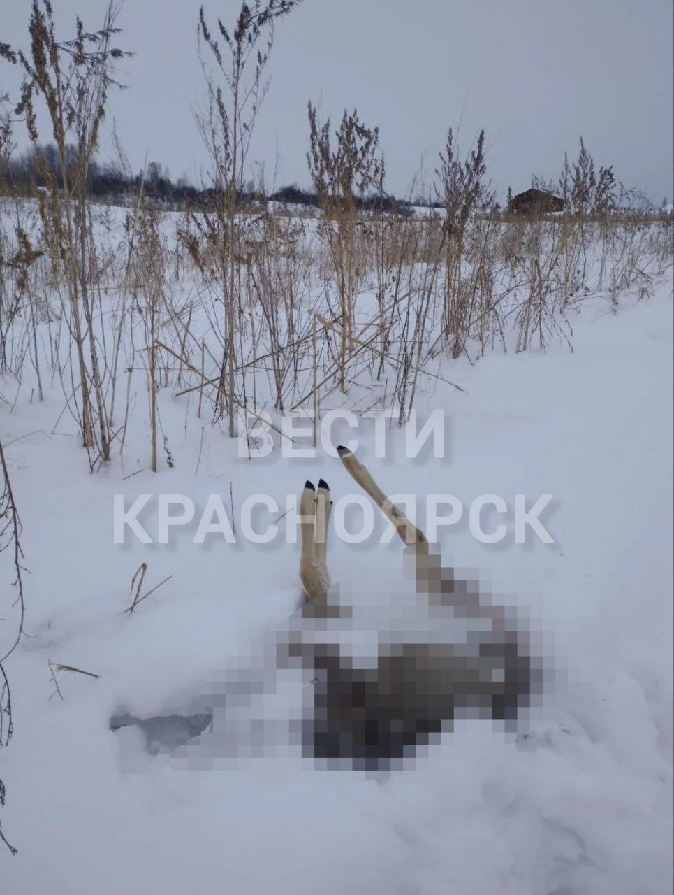 «Растерзанные туши косуль по всему селу!» «Растерзанные туши косуль по всему селу!»