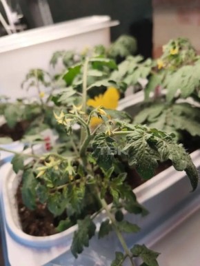 Весна идет, весне дорогу!. Несмотря на устойчивые морозы, в квартирах красноярцев появляются первые предвестники теплого сезона – цветущая рассада