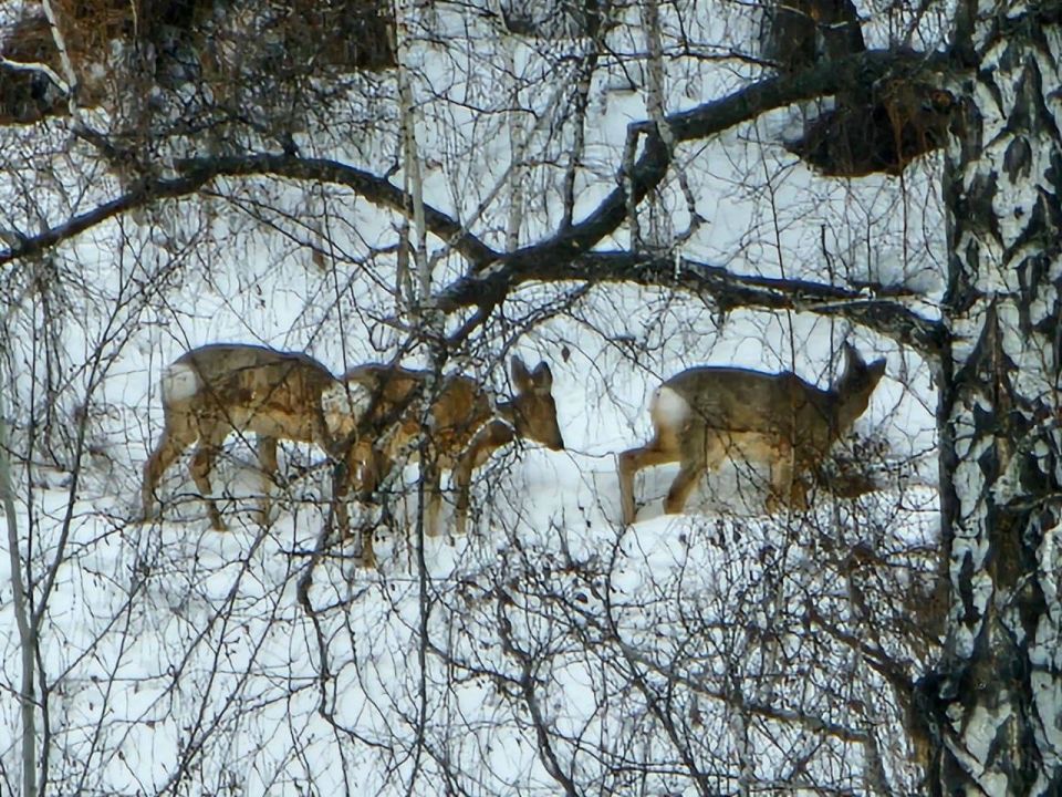 � �� ������ �����. ������������� �������� - ������� � ����-���� - ������ ��� ����������� ��������