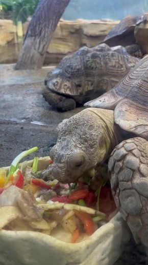 В парке флоры и фауны «Роев ручей» черепашка хотела бы съесть большую пиццу и попасть в мутаген, как её собратья-супергерои, но она ест полезный салатик и готовится к лету