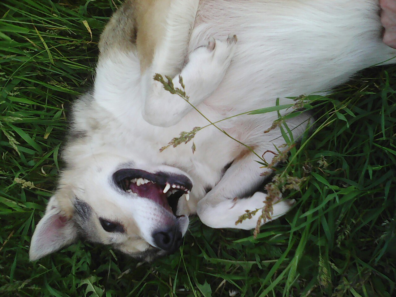 Ангел-хранитель по кличке Нюша: женщина спасла раненую собаку, а спустя год та отвела от нее верную смерть