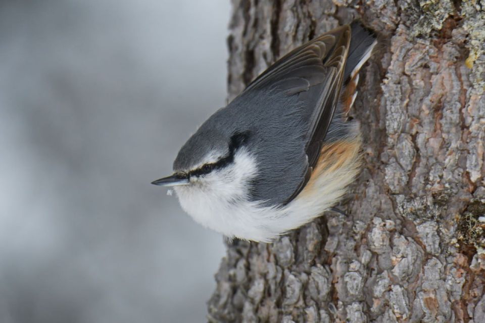 �������� �������. ��� ����������� � ������������ ��������� (Sitta europaea). ��� ������� ������ ����� ������� ������� �� �����. �� ���� ������ ������ ������� �� ������� �������� ����� � ���� ������� �� ������� ���� ���. ��...