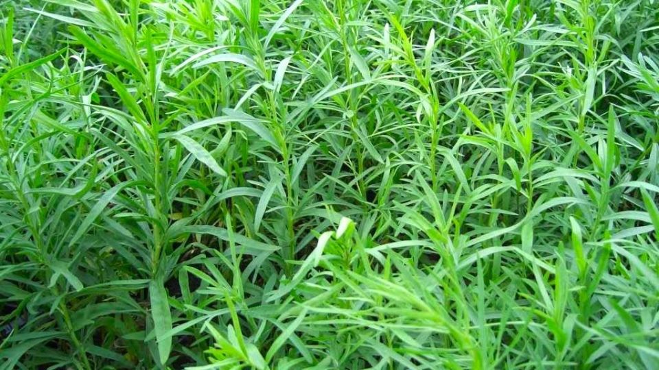 ��������: ������������� ��������, ��������� ������ ��� �30�C � ������