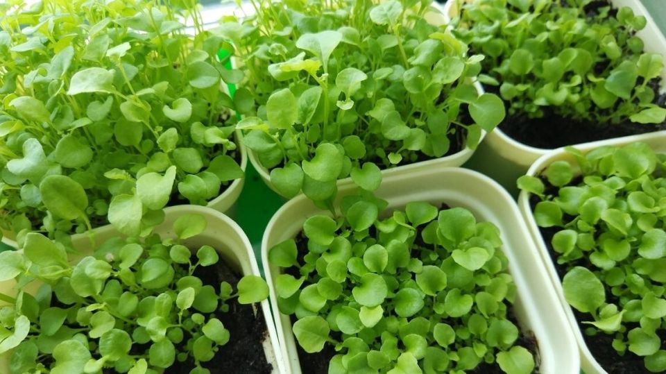 ��� �������� ������ ������� �������: ����������� ������ ������