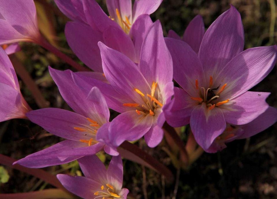 ������������: ������� ��������, ������� ������������ ����� ��������