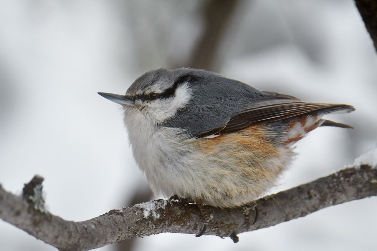 Пушистый колобок. «На фотографиях – обыкновенный поползень (Sitta europaea). Эту шуструю птичку редко увидишь сидящей на месте. За свою манеру быстро сновать по стволам деревьев вверх и вниз головой он получил свое имя. Но... Пушистый колобок. «На фотографиях – обыкновенный поползень (Sitta europaea). Эту шуструю птичку редко увидишь сидящей на месте. За свою манеру быстро сновать по стволам деревьев вверх и вниз головой он получил свое имя. Но...