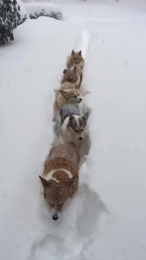 Доброе утро!. Новая снегоуборочная техника модель «Корги-Сноу»