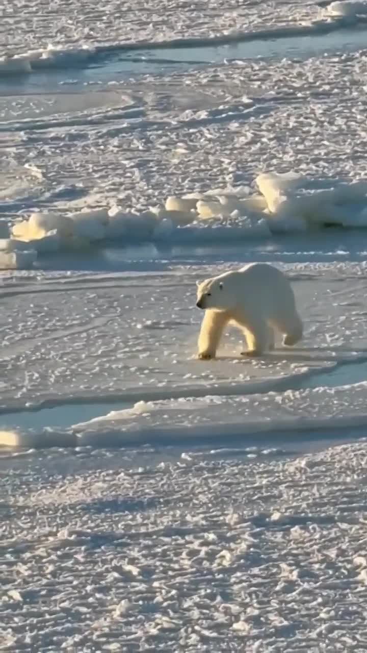 Думаете, мы забыли, что 27 февраля отмечается Международный день полярного медведя? А вот и нет!