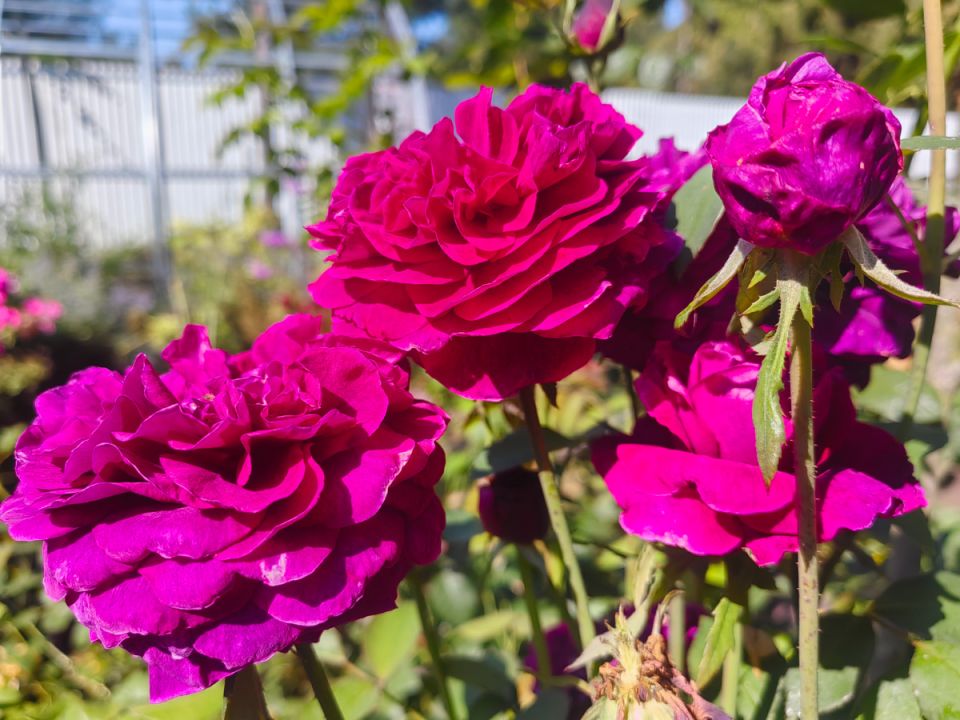 �������� ������ ���������: ������ �� ���� ������� � ����� � �� ������