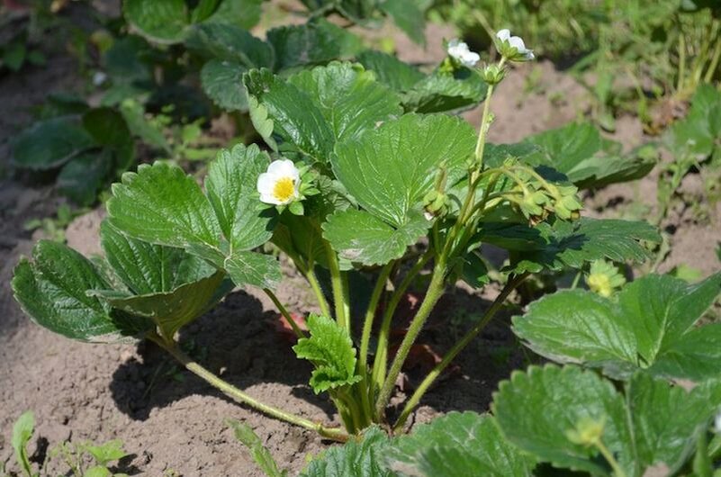 Весной к клубнике с любовью: секреты успешной посадки