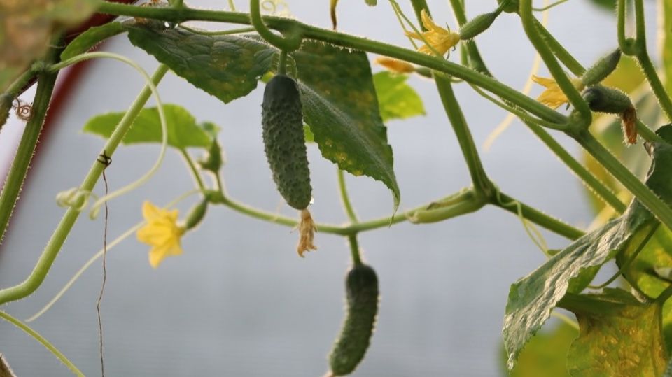 ��������� � ������: ��� ����������� ����� ��������� ��� ������ ������ �� ��� ������