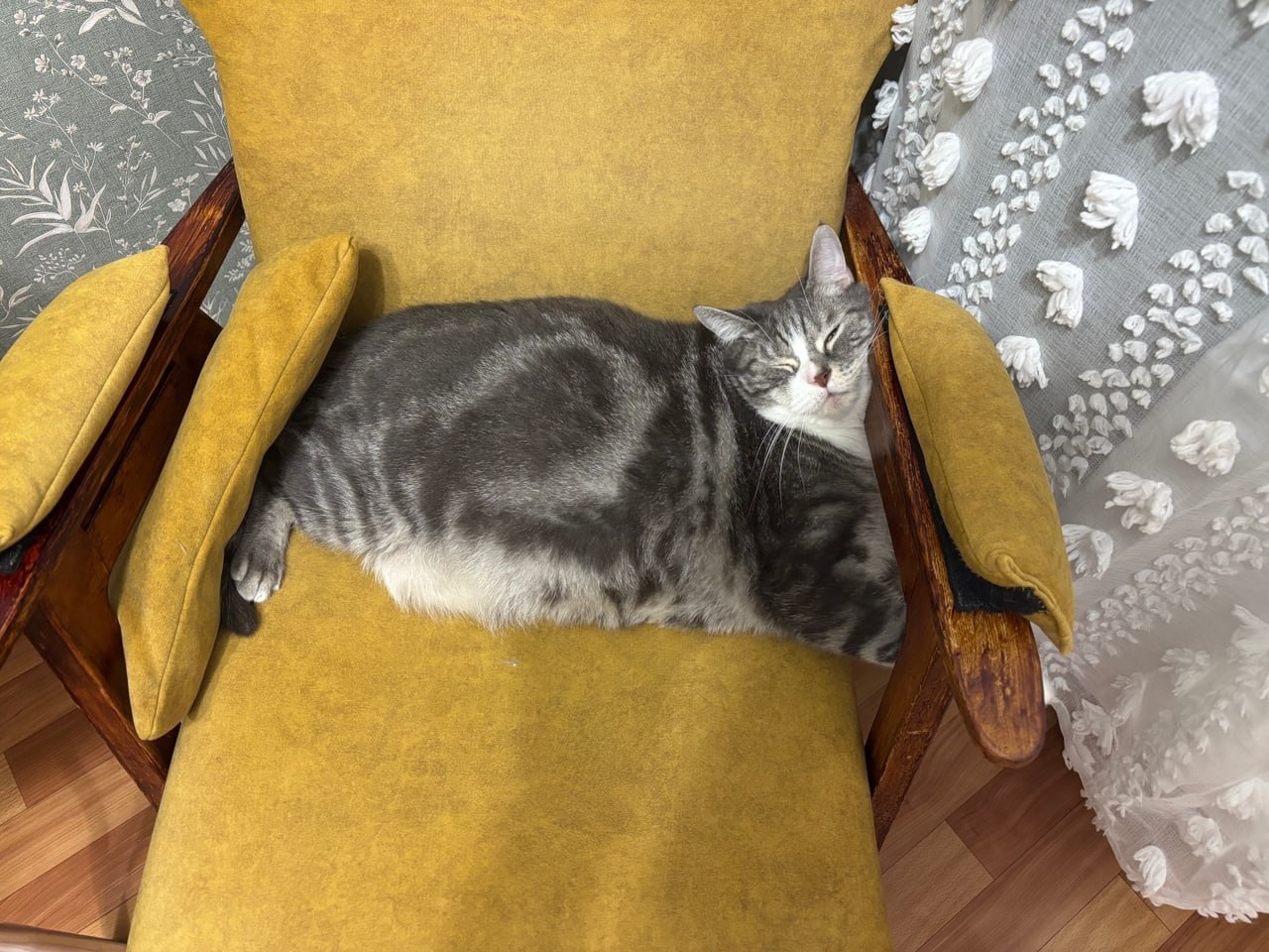 Завтра не просто первый день весны, но и замечательный праздник — День кошек!