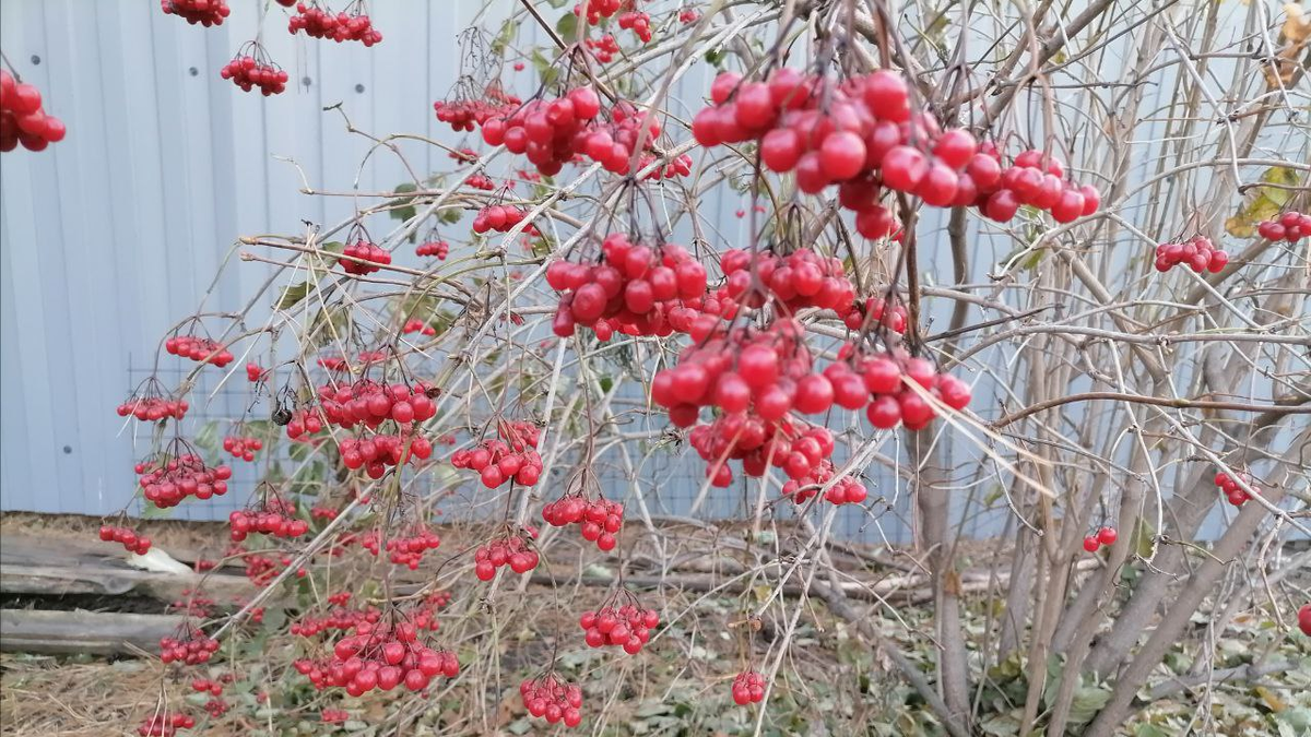 Ягоды калины: полезные свойства и секреты заготовки