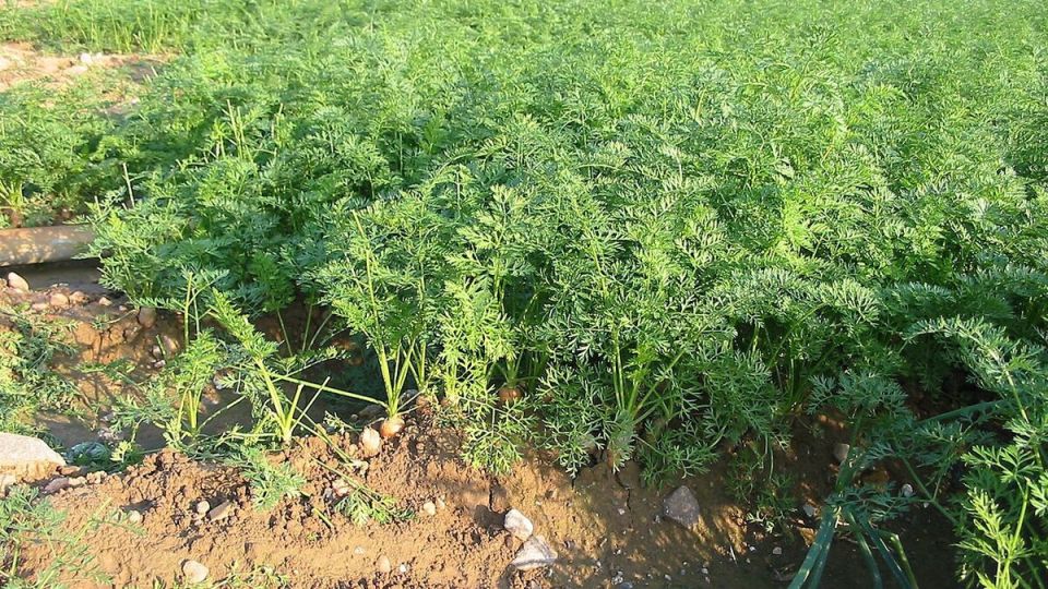 ������ ��������� �������: ������� ��������� ������