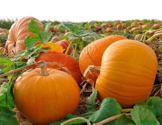 ������� ��������� �������: ����� ����� ����� ������