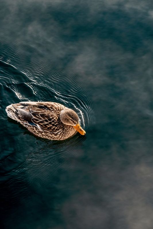 ��������� ��������� ���� ���� � ����������, ����� �������� ��� ���� � ���� ����