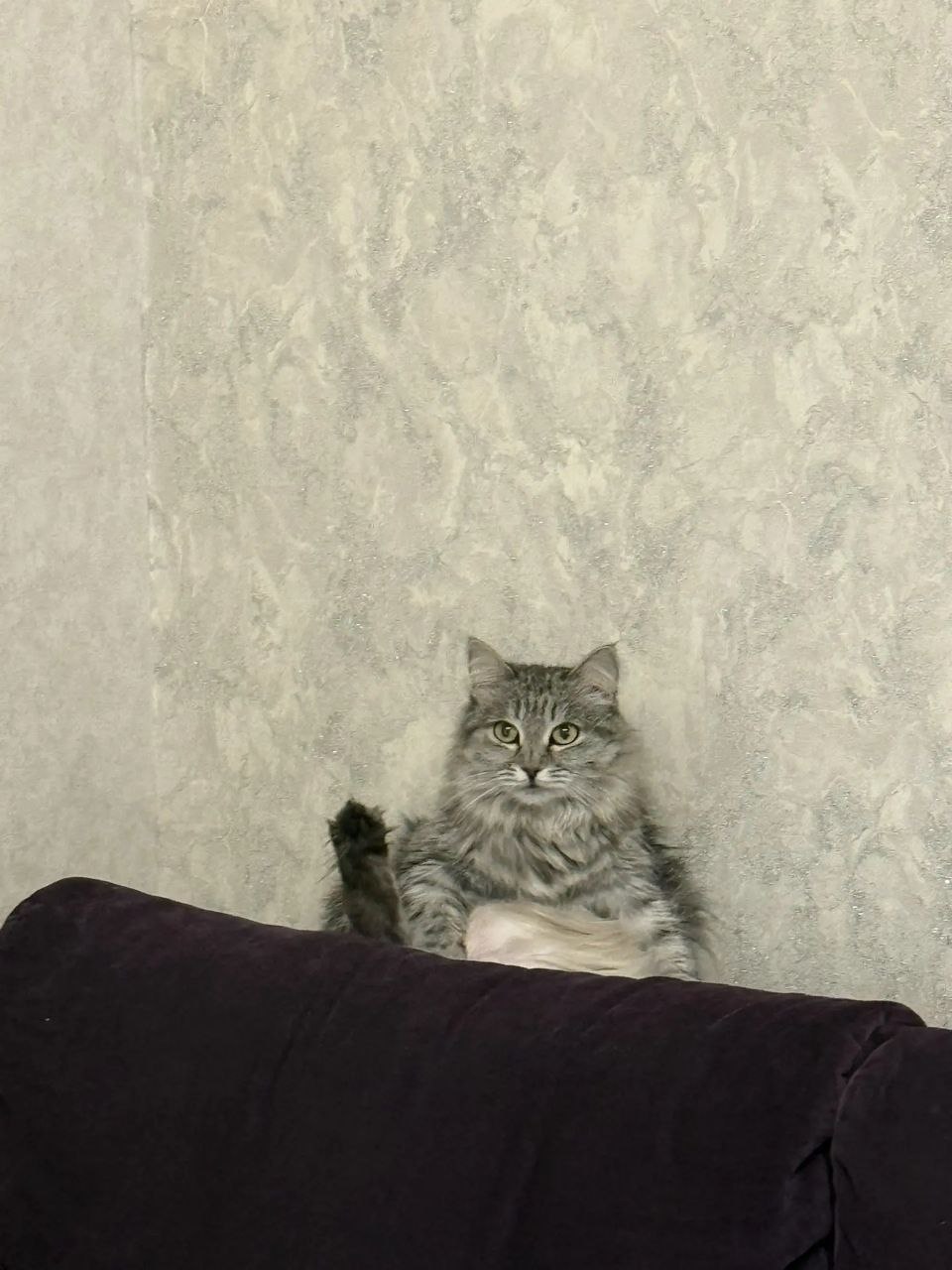 1 марта - это не только первый день весны, но и Национальный день кошек 1 марта - это не только первый день весны, но и Национальный день кошек