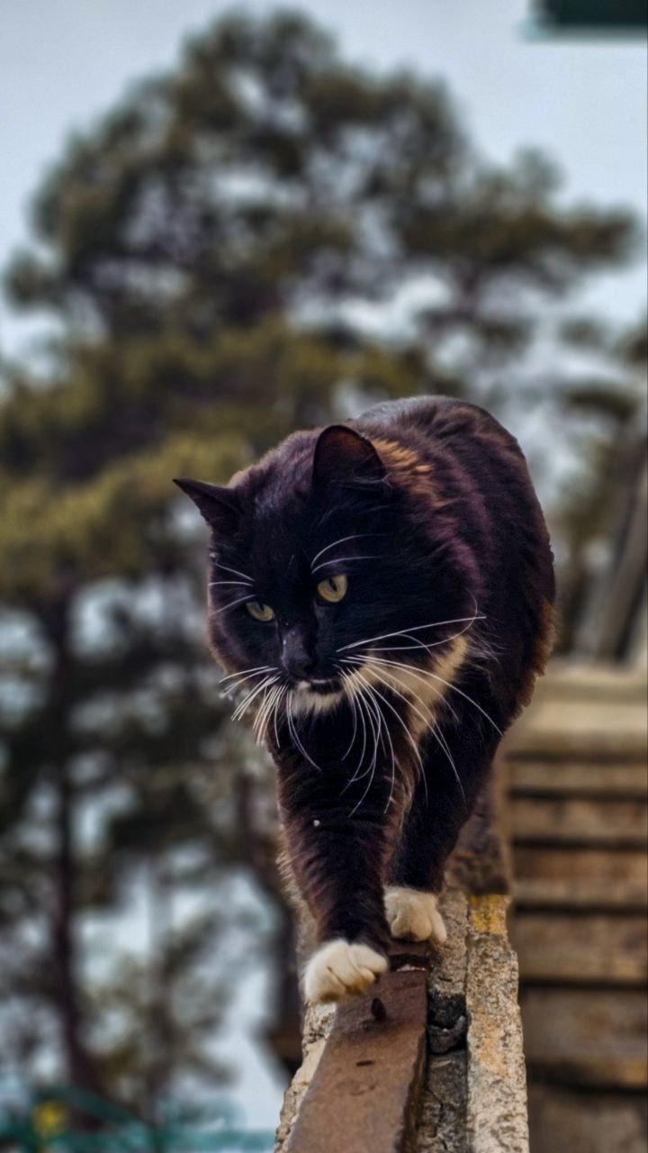 1 марта - это не только первый день весны, но и Национальный день кошек 1 марта - это не только первый день весны, но и Национальный день кошек