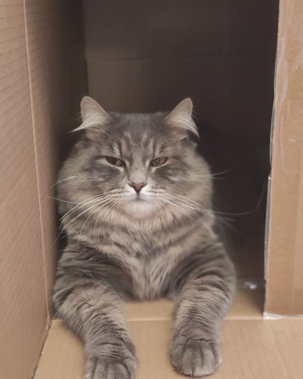 1 марта - это не только первый день весны, но и Национальный день кошек 1 марта - это не только первый день весны, но и Национальный день кошек