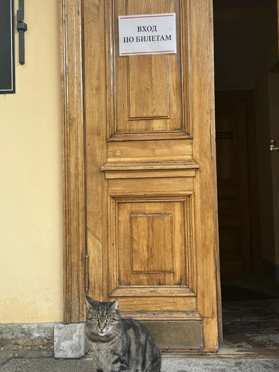 1 марта - это не только первый день весны, но и Национальный день кошек 1 марта - это не только первый день весны, но и Национальный день кошек