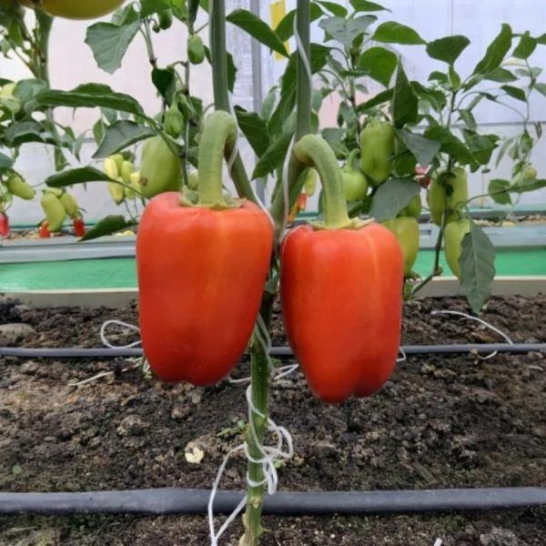 ����� ����� �������: ��������� ����� ��� ����� �������