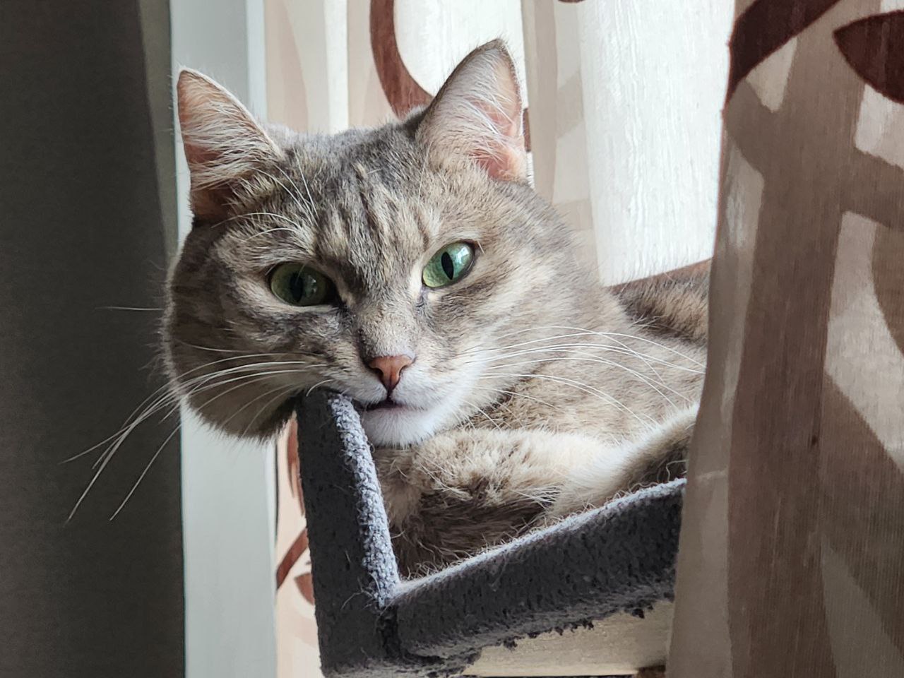 1 марта - это не только первый день весны, но и Национальный день кошек 1 марта - это не только первый день весны, но и Национальный день кошек