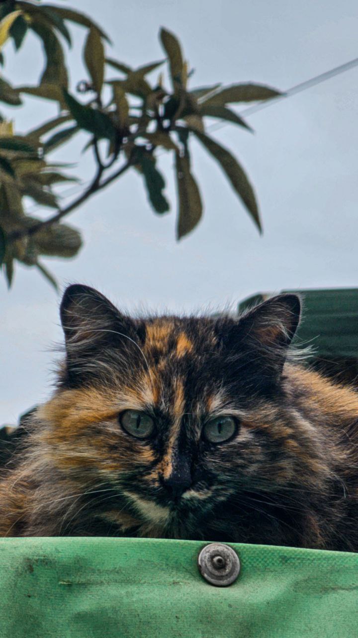 1 марта - это не только первый день весны, но и Национальный день кошек 1 марта - это не только первый день весны, но и Национальный день кошек