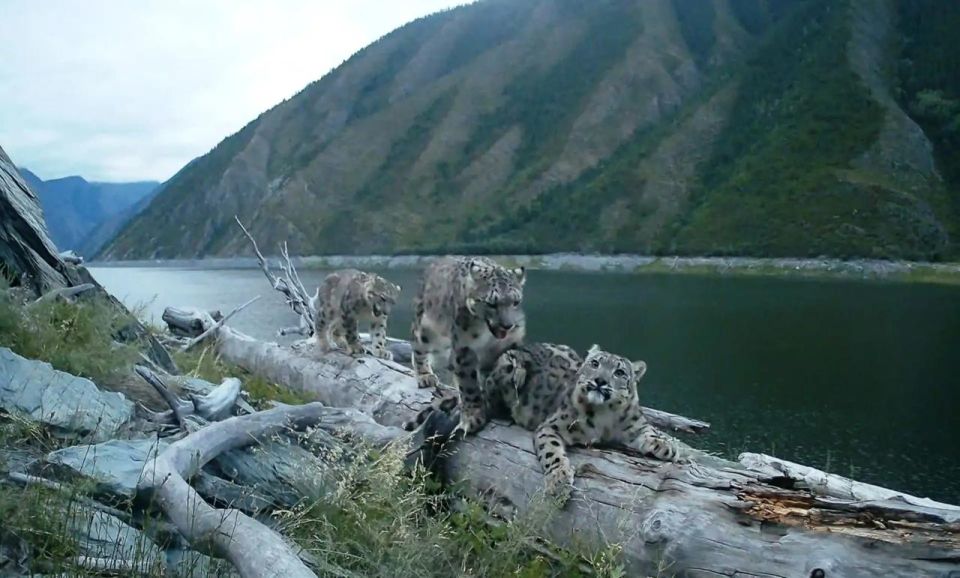 ��������� �� �����-���������� �����������