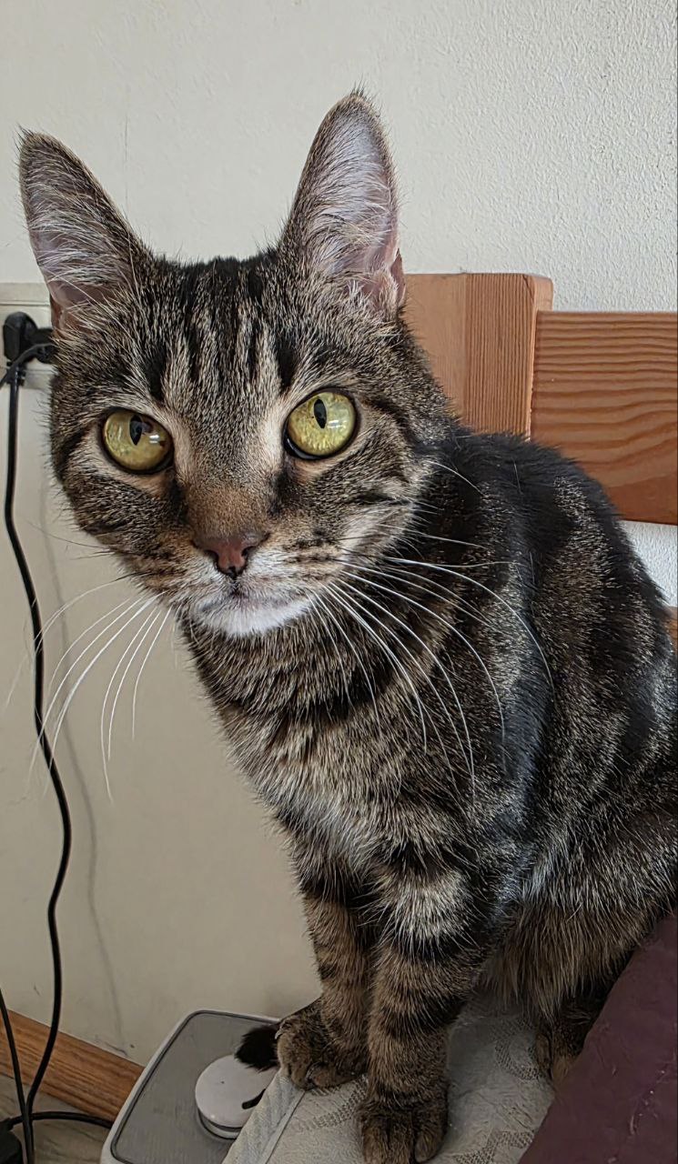 1 марта - это не только первый день весны, но и Национальный день кошек