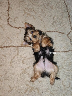 Красноярка купила породистого щенка – он умер через несколько дней