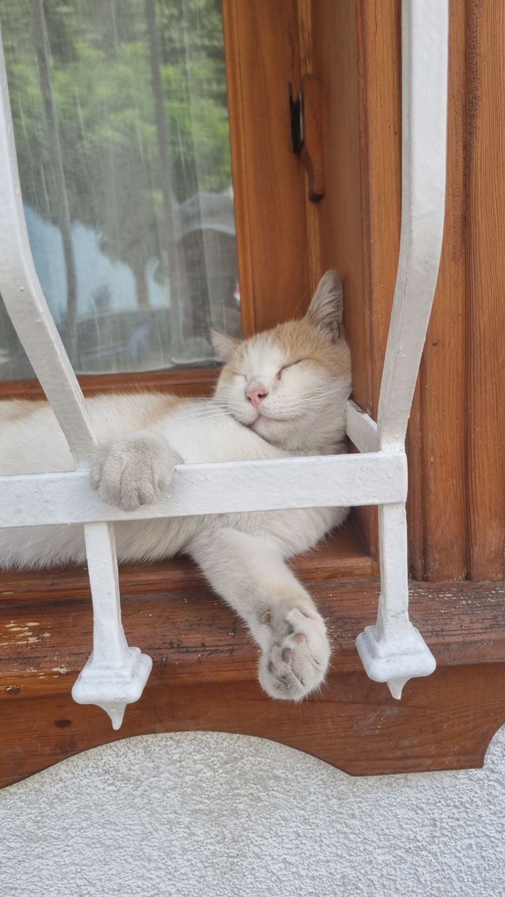 1 марта - это не только первый день весны, но и Национальный день кошек 1 марта - это не только первый день весны, но и Национальный день кошек