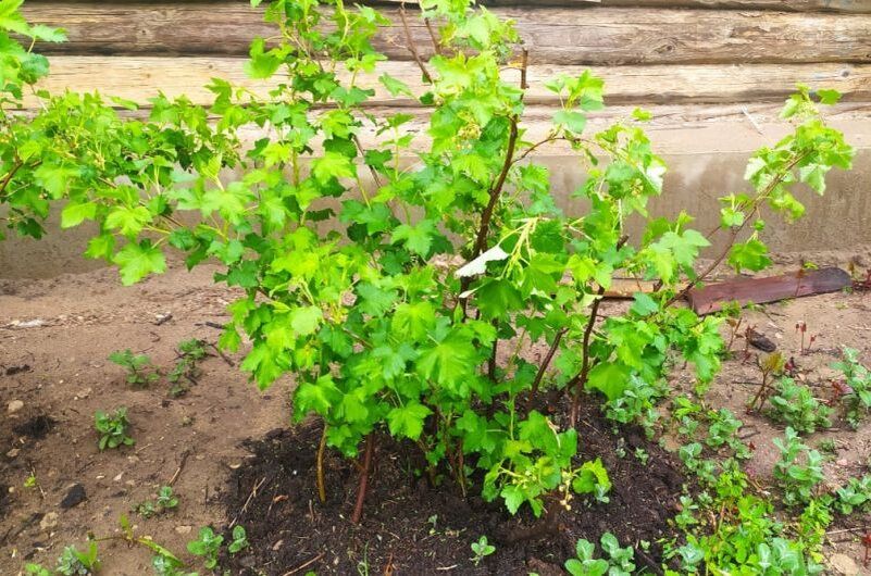 ��� ��������� ����������� ����� � ����� ��� ��������� ������