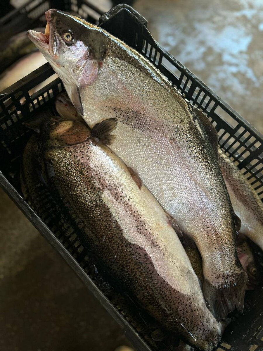 Свежая форель из осетинских источников доступна в Сочи