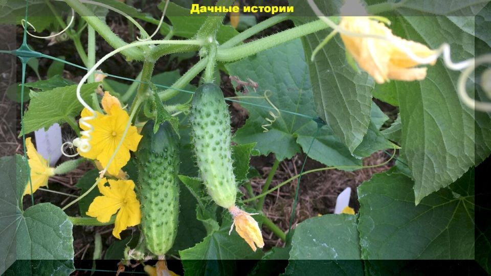 ��� ���������� � �������� ���������� ������� � ���� ������