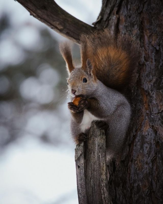 �������� ���������. ����: Garry Manson ���