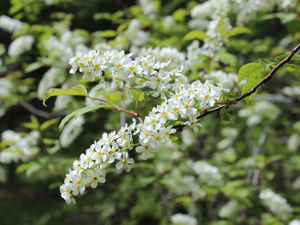 ������ �������� ����� ����� ��������� � ����� ����