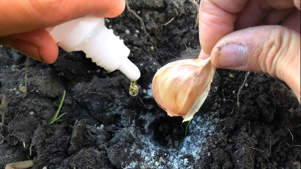 ��� �������� ���������� ������ �������: ������� ������� ��������