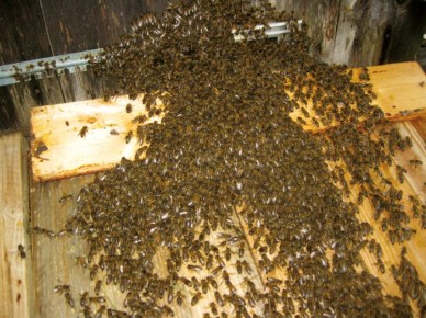 ����� ����� � �������� �����