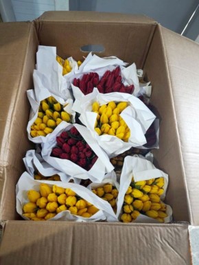 17 тонн весеннего настроения привезли в Красноярск!