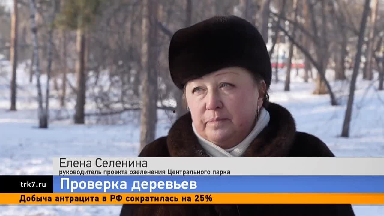 С виду здоровое и зелёное дерево внутри может оказаться больным и аварийным