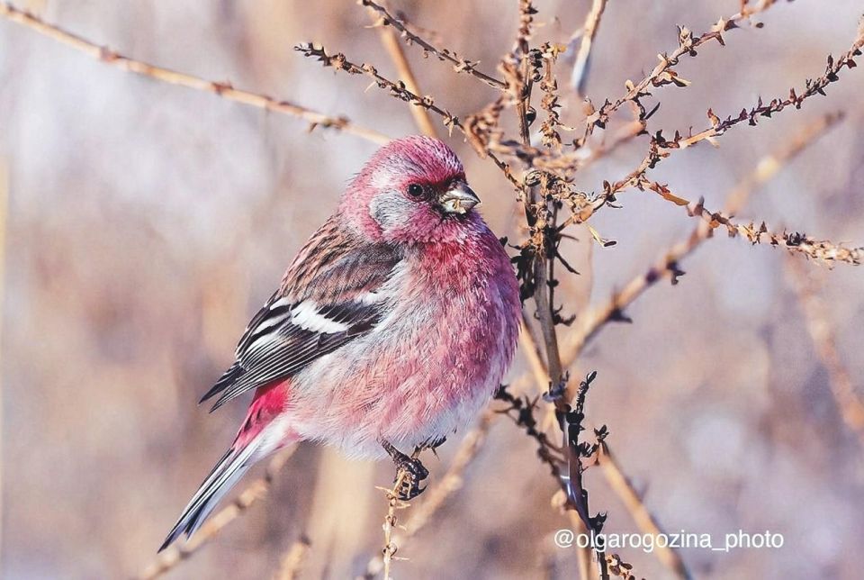 �������� �������. ����: ����� �������� ���