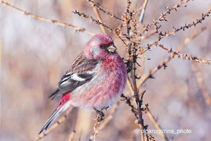 �������� �������. ����: ����� �������� ���