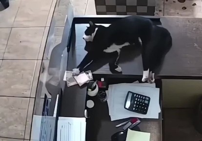 Идеальное ведение бизнеса выглядит именно так