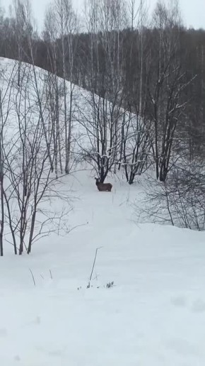 В Новосёловском округе дикие маралы вышли прямо к дороге