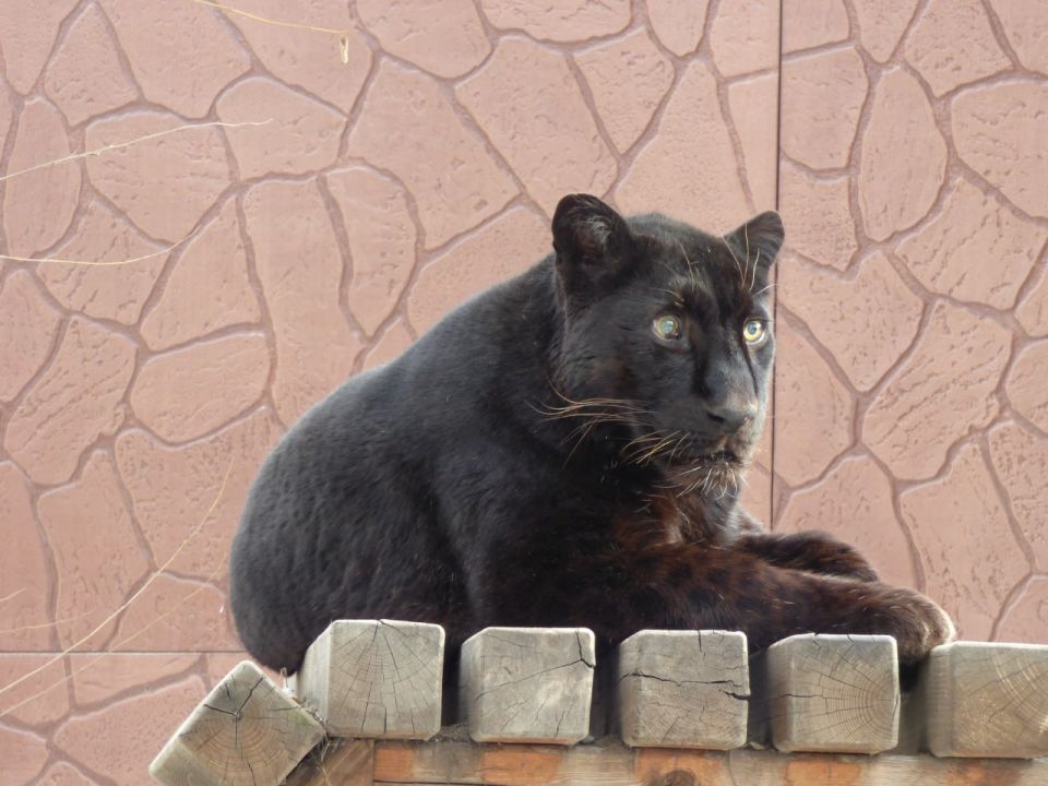 ���������� ��������: ������� ����� � �������� �����