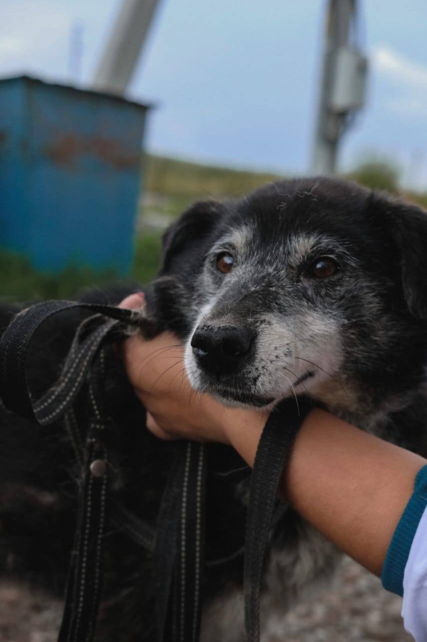 Пропала собака!. «Взрослый пес по кличке Дедуля, черный с сединой. Выпрыгнул из машины и убежал 4 марта примерно в 16:00. В районе Алексеева, 7. В ошейнике с поводком. Поводок серый. Ехали к доктору на осмотр. Дедуля очень... Пропала собака!. «Взрослый пес по кличке Дедуля, черный с сединой. Выпрыгнул из машины и убежал 4 марта примерно в 16:00. В районе Алексеева, 7. В ошейнике с поводком. Поводок серый. Ехали к доктору на осмотр. Дедуля очень...