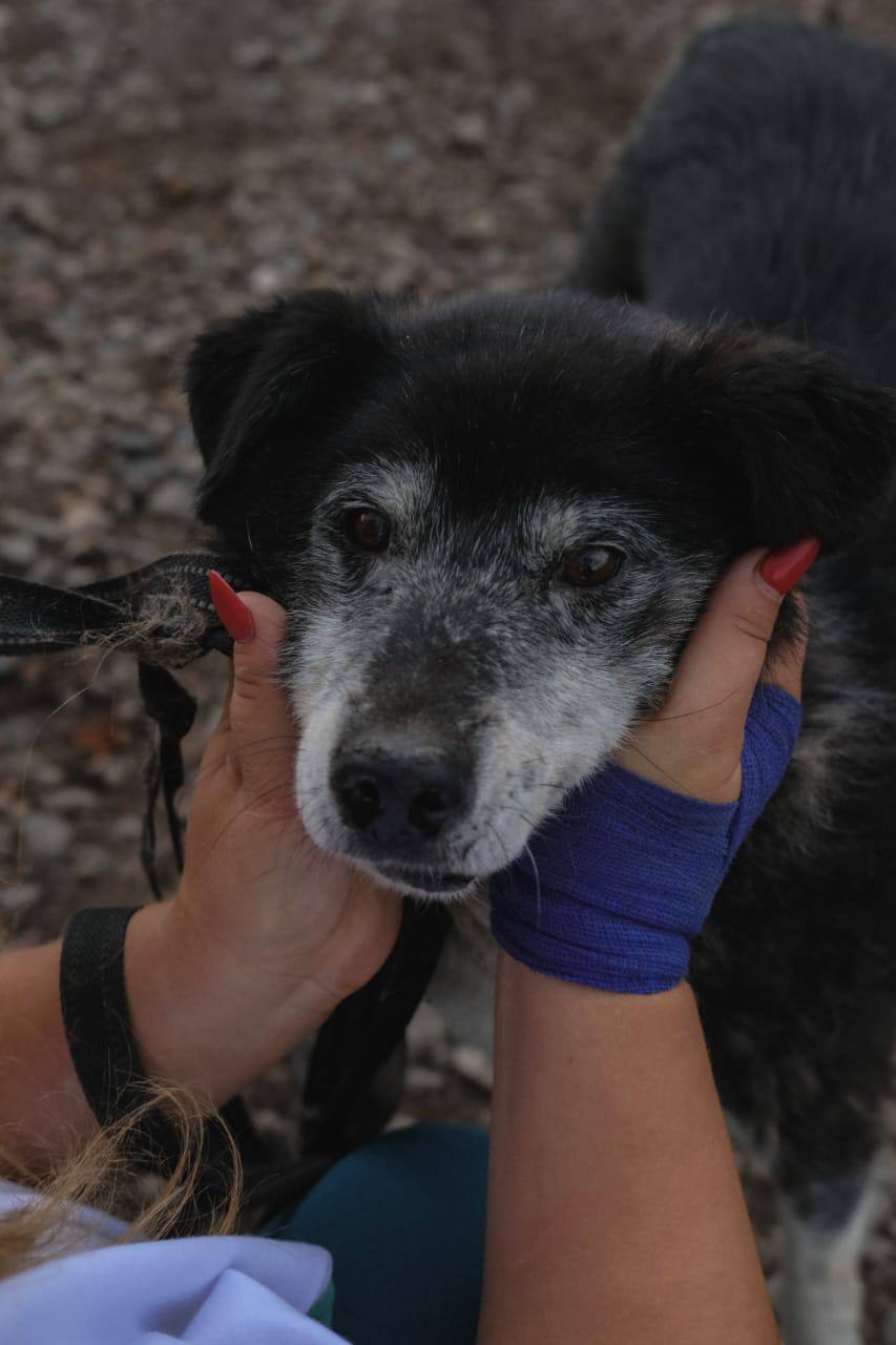 Пропала собака!. «Взрослый пес по кличке Дедуля, черный с сединой. Выпрыгнул из машины и убежал 4 марта примерно в 16:00. В районе Алексеева, 7. В ошейнике с поводком. Поводок серый. Ехали к доктору на осмотр. Дедуля очень... Пропала собака!. «Взрослый пес по кличке Дедуля, черный с сединой. Выпрыгнул из машины и убежал 4 марта примерно в 16:00. В районе Алексеева, 7. В ошейнике с поводком. Поводок серый. Ехали к доктору на осмотр. Дедуля очень...