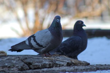 ��������� ���������� � ������ �� 8 ����� � �����������